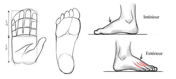 Quelques éléments pour dessiner les pieds et les mains.