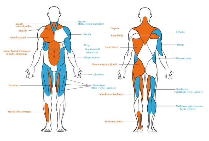 Une version très simplifiée du système musculaire humain.